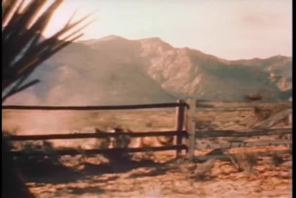 Dogs jumping over wooden fence on ranch — Stock Video