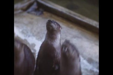 Aç su samuru beslenmeleri için bekleyen grubu