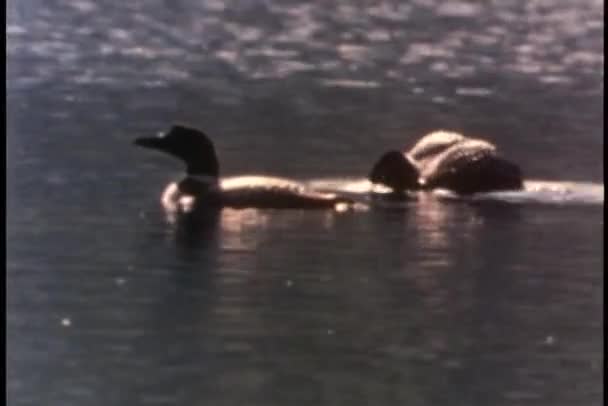 Dois patos nadando em um lago — Vídeo de Stock