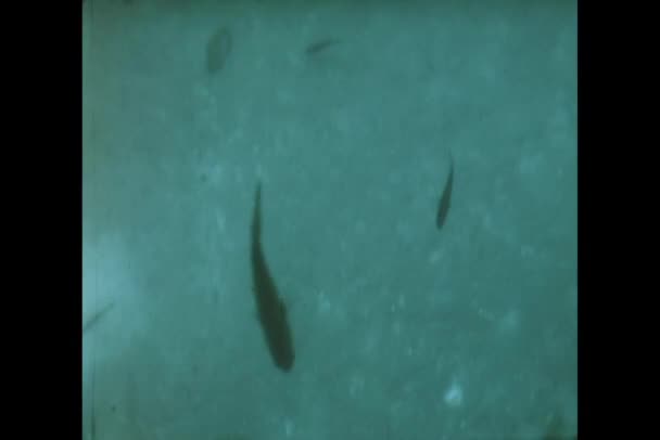 Vue du poisson à travers un bateau à fond de verre — Video