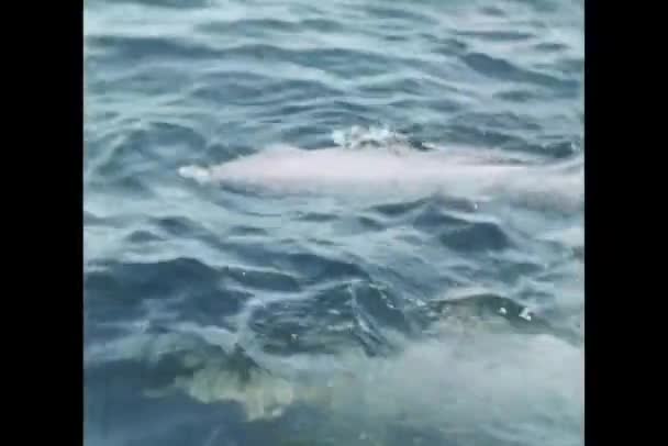 Dauphins Bottlenose nageant dans la plume de dauphin — Video