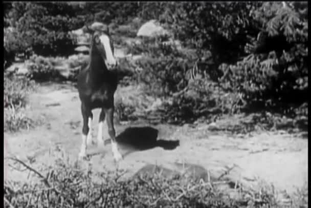Άλογο τρέχει να λάβετε βοήθεια για το colt τραυματίες — Αρχείο Βίντεο