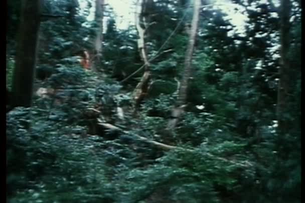 Ninjas aranha saltando de um ramo para outro na floresta — Vídeo de Stock