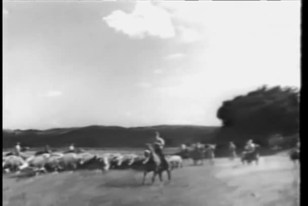 Ковбои пасут скот на ранчо — стоковое видео