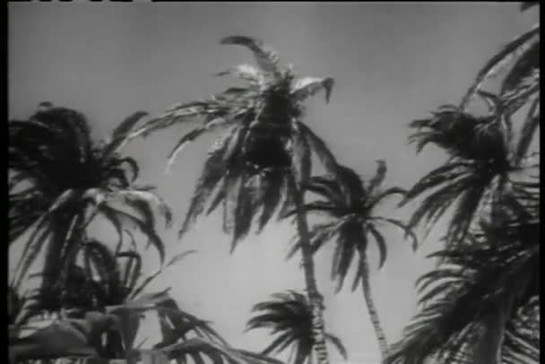 Historiskt återskapande av soldat skjuter man gömd i palm tree — Stockvideo