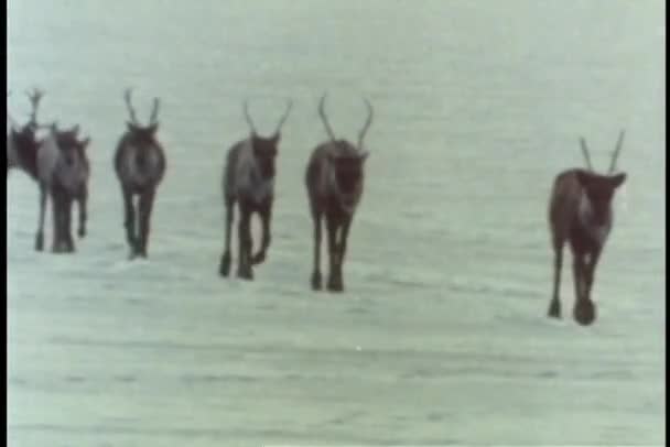 Herd of caribou walking across icy terrain — Stock Video