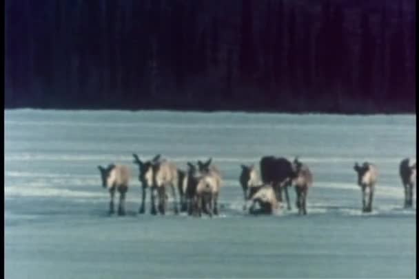 Membre du troupeau de caribous tombant dans la glace sur le lac — Video