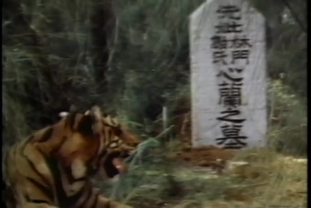 Panning tiger sitting near tombstone engraved with Chinese characters — Stock Video