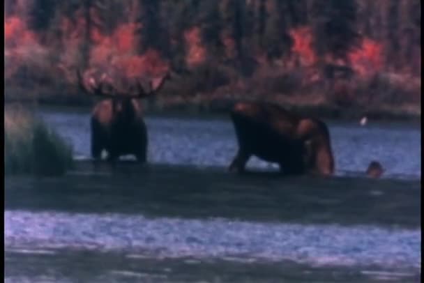 Moose drenken zelf in een meer — Stockvideo