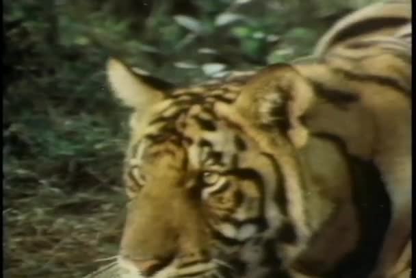 Tiger attackerar man i skogen — Stockvideo