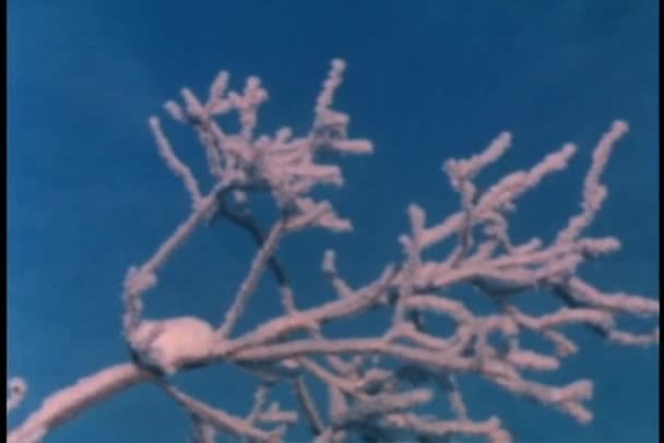 Gros plan des cristaux de glace sur les branches — Video