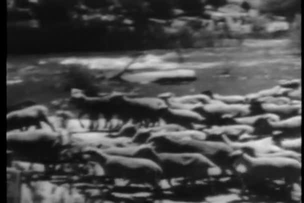 Rebanho de ovelhas caminhando ao longo do rio — Vídeo de Stock
