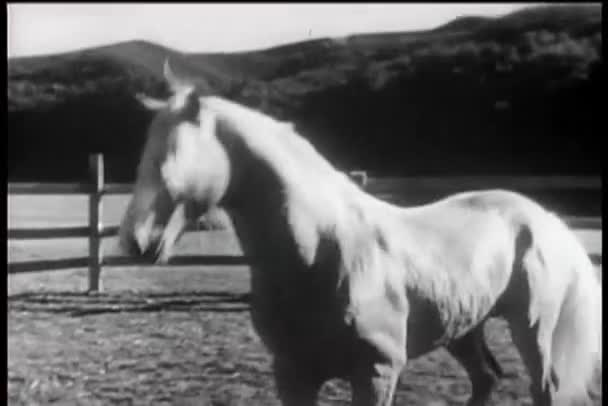 Dos caballos jugando en corral — Vídeos de Stock