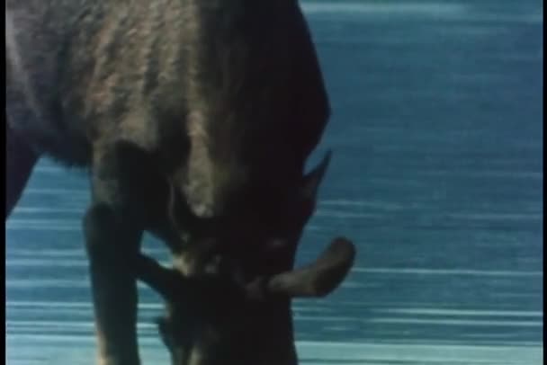 Moose drinking water in river — Stock Video