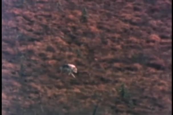 Weitschuss des Wolfes in freier Wildbahn — Stockvideo