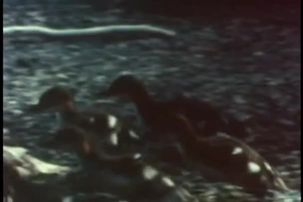 Pato nadando con polluelos — Vídeos de Stock
