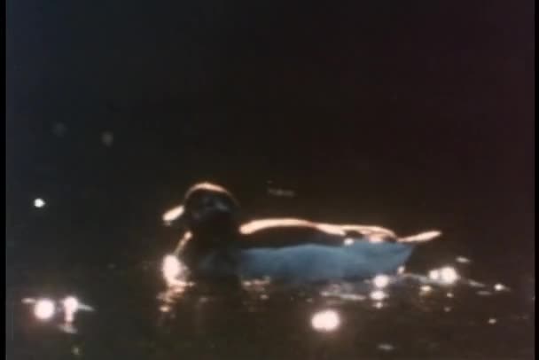 Trois canards nageant dans un lac — Video