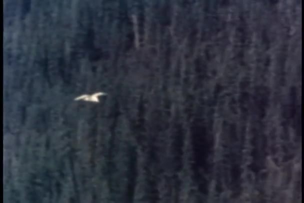 Птица летит над лесом — стоковое видео