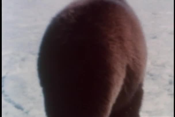 Grizzly bear wandelen in de sneeuw — Stockvideo