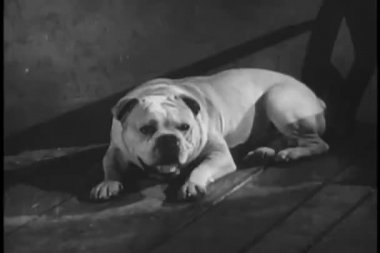 döşeme zemin kabuk üzerinde bulldog