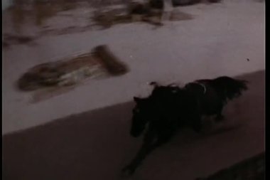 boş bir eyer ile şehir içine at