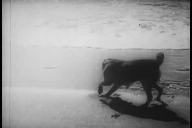 köpek kovalayan Yengeç Beach