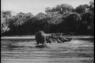 Nehirde yıkanan filler