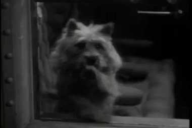 köpek pawing cam pencere