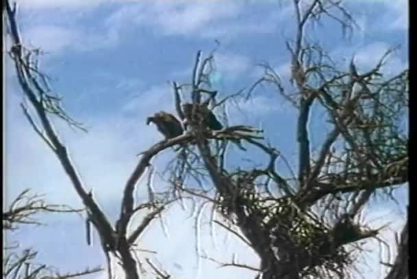 Две стервятники сидят на ветке дерева — стоковое видео
