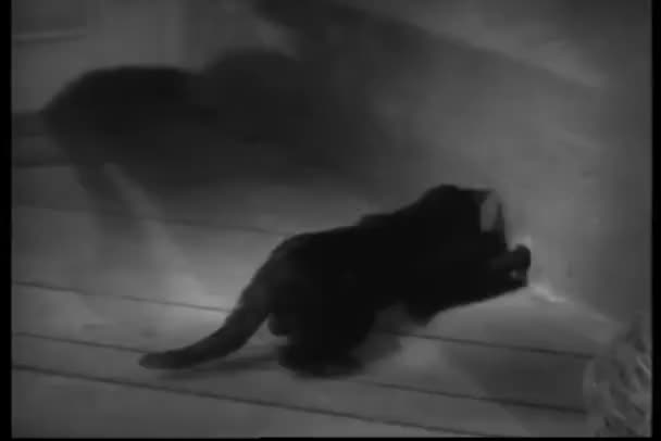 Kucing mengintai tempat persembunyian tikus — Stok Video