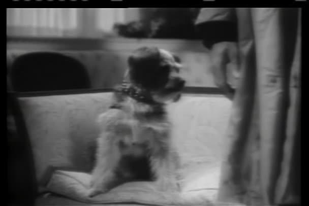 Dog jumping from couch and hiding behind person's legs — Stock Video