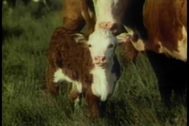 Mucca con il suo vitello in piedi in campo — Video Stock