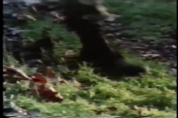 Nahaufnahme der Füße der Soldaten beim Marsch durch den Wald — Stockvideo