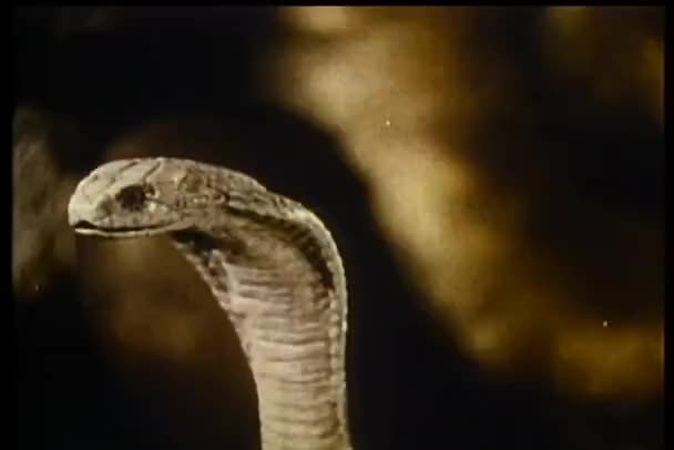 Gros plan du cobra avec langue de fléchette 