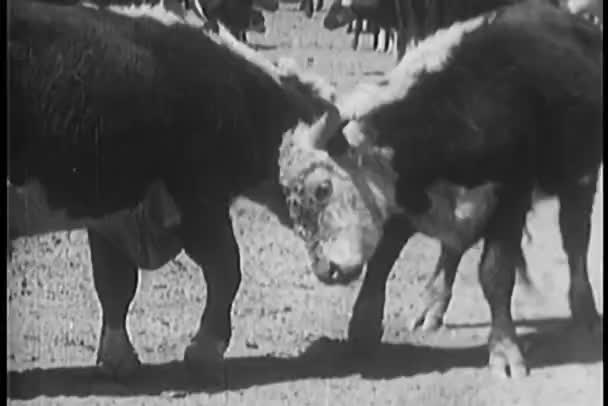 Two cows butting heads — Stock Video