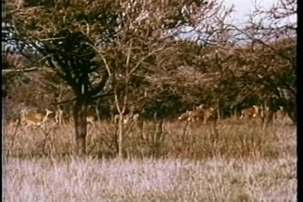 Kudde antelope in Afrika — Stockvideo