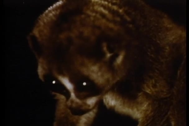 布什婴儿和黑猩猩在丛林中 — 图库视频影像