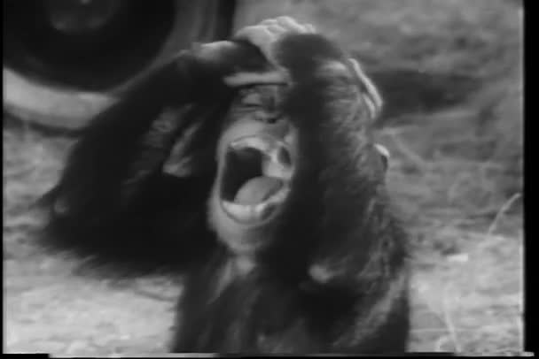 Közeli kép: majom kiabál