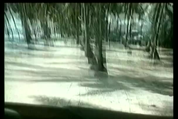 Truck crashing into palm tree — Stock Video