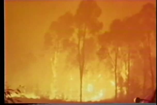 Panorama furioso incendio forestal — Vídeo de stock