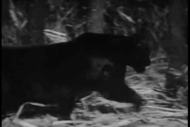 Panther prowling door jungle — Stockvideo