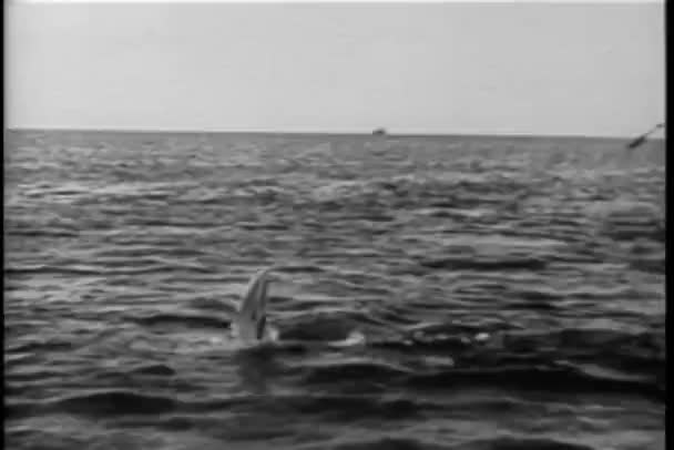 Polynesian men in boat attempting to harpoon shark — Stock Video