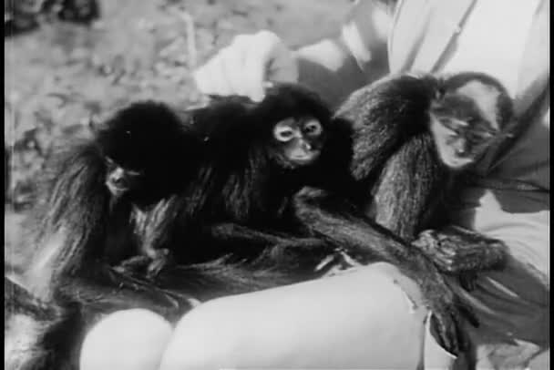 Three monkeys sitting in man's lap — Stock Video