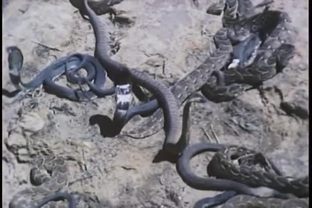 Detail hadů boj na skále — Stock video