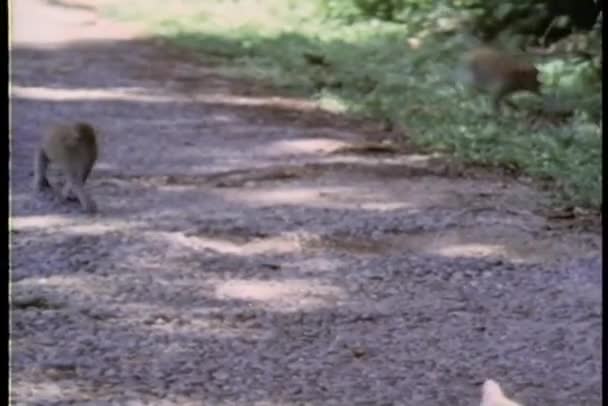 Affengruppe läuft auf Schotterweg — Stockvideo