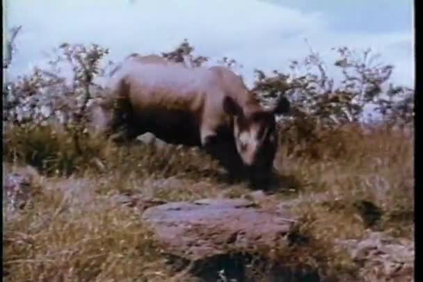Носорог, бегущий по диким лесам Африки — стоковое видео