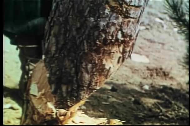 Baum gefällt — Stockvideo