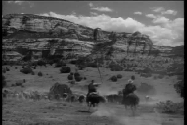 Vista trasera de los hombres a caballo pastoreo ganado — Vídeos de Stock