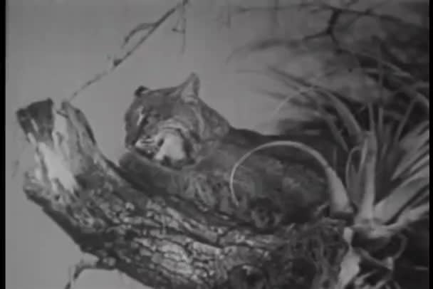 Luchs sitzt im Baum — Stockvideo