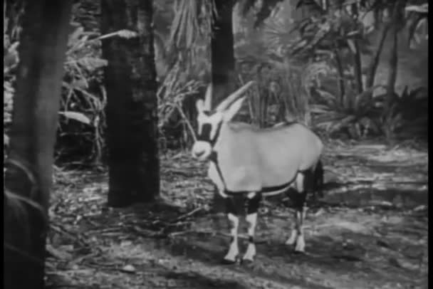 Montaż oryx i Mrówkojady w dżungli — Wideo stockowe